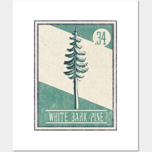 No. 34 White Bark Pine Posters and Art